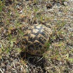 Schildkröte von der Straße auf den Grünstreifen getragen....