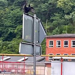 Kormoran beim Trocknen - wir auch...