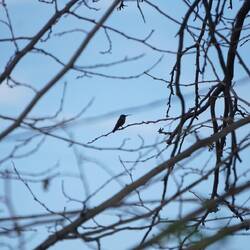 Kolibri - dichter hat der kleine Kerl mich nicht herangelassen.