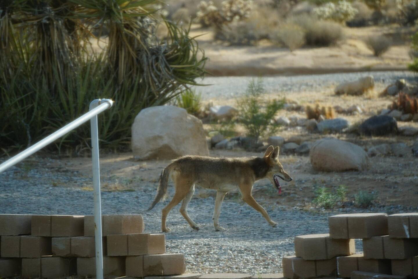 Koyoten laufen hier einfach so zwischen den Grundstücken