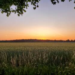 Coucher de soleil sur les champs