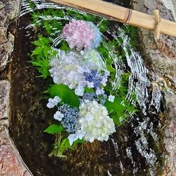 Hortensia dans la fontaine