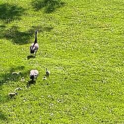 ... und die Gänse - quasi unsere Reise-Maskottchen - sind auch wieder nicht weit 🤗