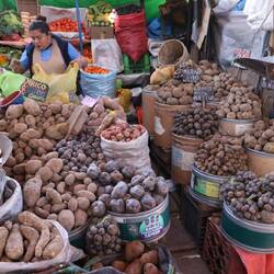 Es gibt 3.000 Kartoffelsorten, am Markt ein kleiner Ausschnitt