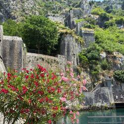Kotor