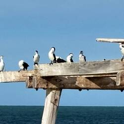 Birds warming up in the sun.