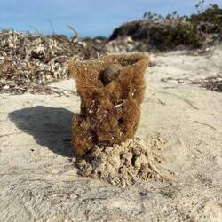 Sponge sculptures