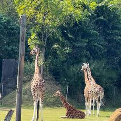 Hier steht die größte Giraffe aller Zoos. 🦒