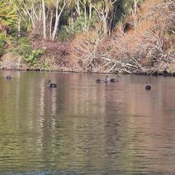 Some of the many black swans