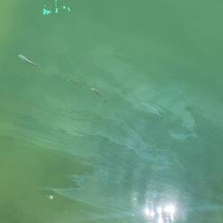 There is fish in this picture.