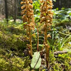 Der Wald ist voll mit Nestwurz