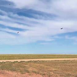 Catching grasshoppers