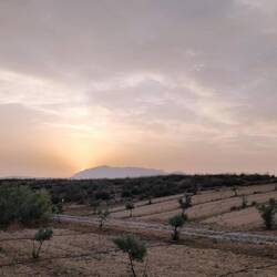 Traumhafter Sonnenuntergang im Olivenhain