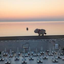 Birdie unser Maskottchen balanciert auf dem Balkongeländer