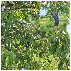 Geklaute Kirschen 🍒 schmecken doch am besten