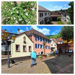 Oben links Blüten des Echten Kapernstrauches - unten Kirchplatz
