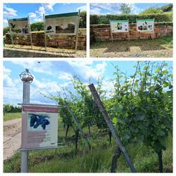 Infos über die hier angebauten Weiss- und Rotweine