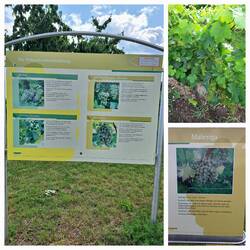 Noch sind die Trauben ziemlich klein