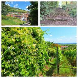 Der Weg zur Kropsburg hoch