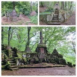 Schöne Atmosphäre im Wald