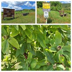 Bienenhotel, Wegweiser, Mispeln