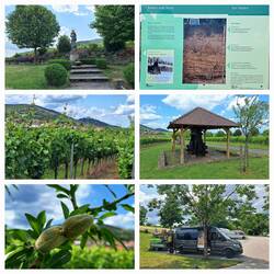 Das milde Klima lässt sogar Mandeln wachsen