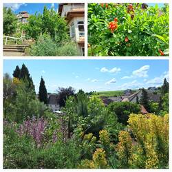 Tolle Pflanzen um die Kirche herum, oben rechts Granatapfelblüten