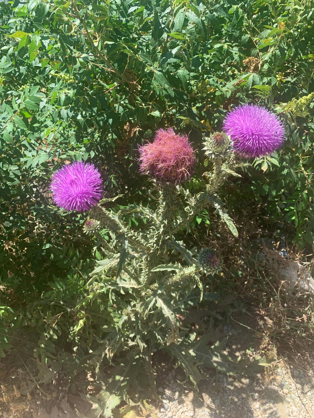 Überall Disteln am Wegesrand