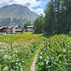 Immer noch derselbe Trampelpfad/Abkürzung durchs grosse Moos