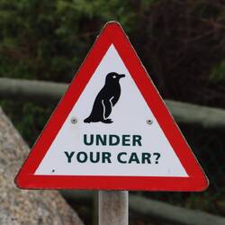 ...sondern es gibt eine Pinguinkolonie direkt am Strand