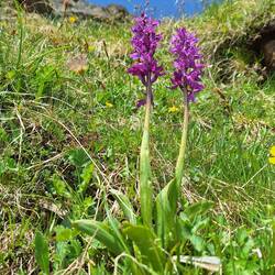 Zweisames Knabenkraut....