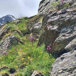 ... gemeinschaftliches Knabenkraut