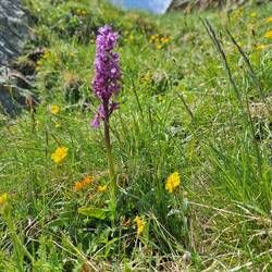 Einsames Knabenkraut....