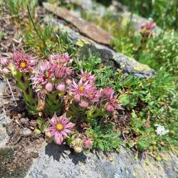 ... einen Hauswurz habe....