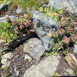 Das ist der Grund, ....