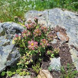 ... weshalb ich immer zuhause ....