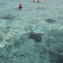 Rays in the water.