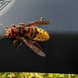 Asian hornet - massive!