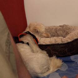 Noch eine bissi Runde und dann kann er wirklich schlafen. Und ich auch.