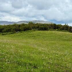 Wildflower meadow
