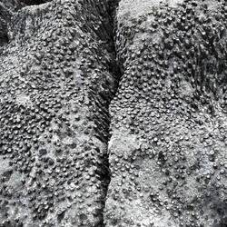 Shells from ancient seabed in the Burren