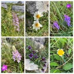 Burren flowers