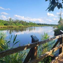 Das NSG Schwenninger Moos.