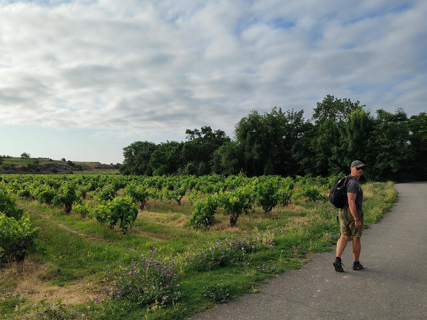 Walking through vineyards en route to Logroño