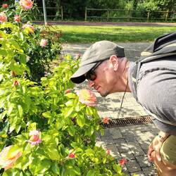 Smelling the Camino de Santiago rose, bred here in Logroño