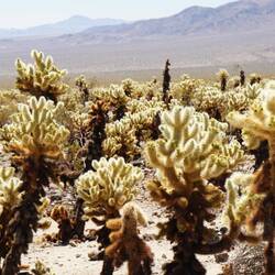 die sehen so harmlos aus, stacheln aber wie die Pest