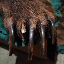 Grizzly Klauen