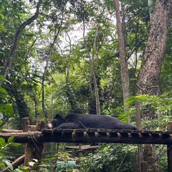 Bärenauffangstation bei den Kuang Si Wasserfällen 🐻