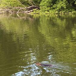 Nutria in der Rheinlache Koblenz