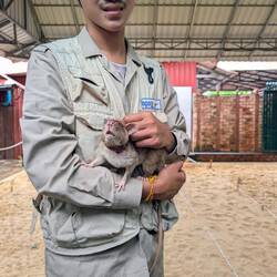 Silver the rat